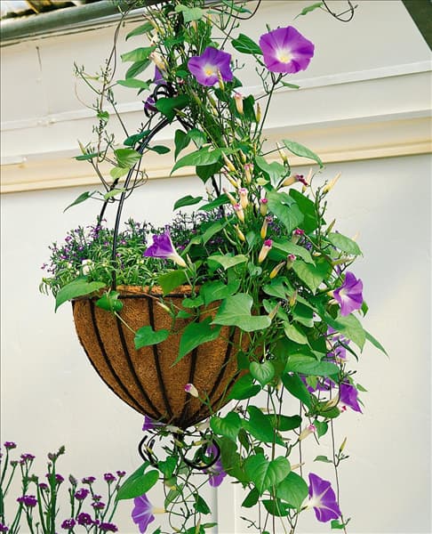 Ipomoea tricolor