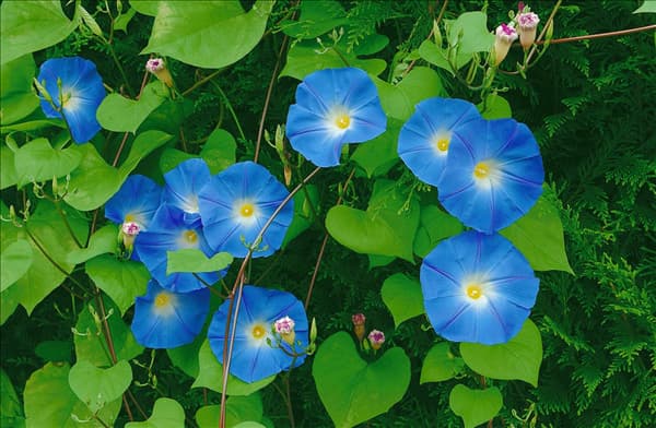 Ipomoea tricolor