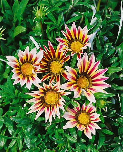 Gazania Daybreak Rose Stripe
