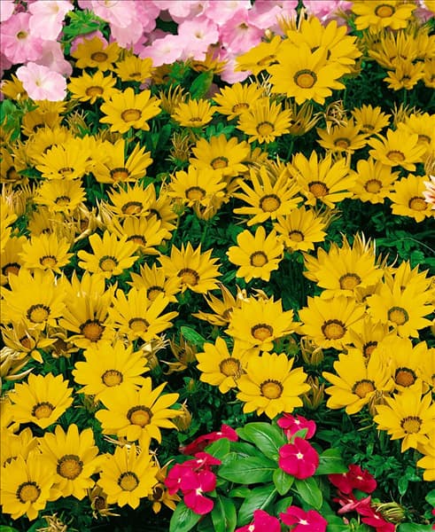GAZANIA Daybreak Bright Yellow
