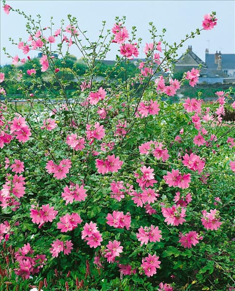 Lavatera olbia