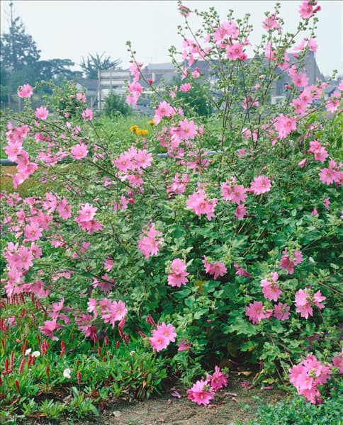 Lavatera olbia