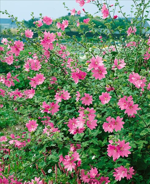 Lavatera olbia
