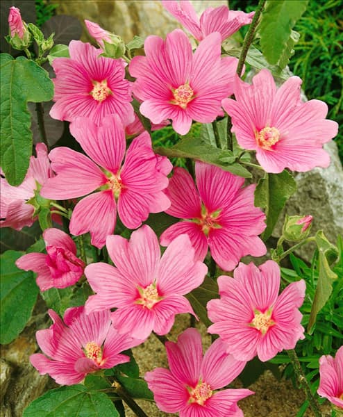 Lavatera olbia
