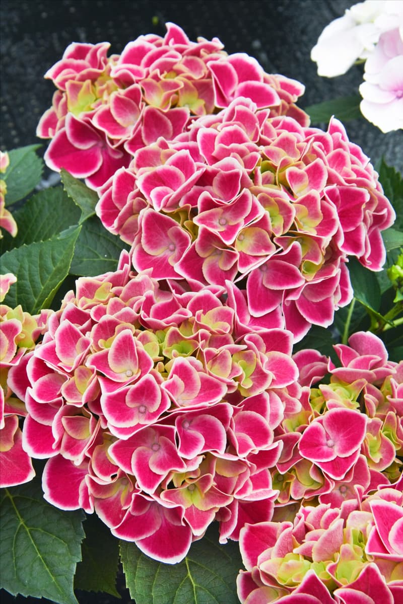 Hydrangea macrophylla Tivoli