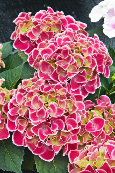Hydrangea macrophylla Tivoli