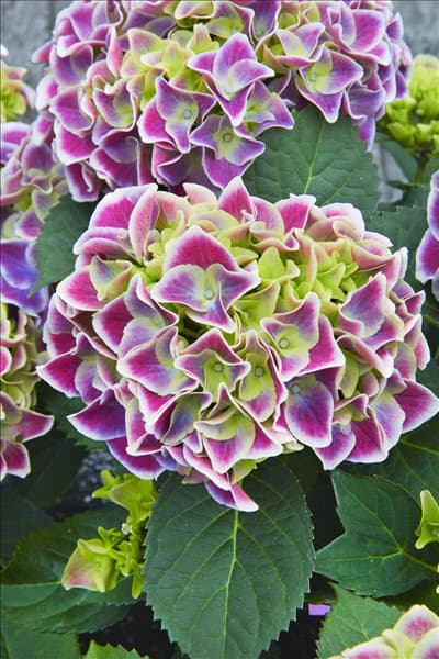Hydrangea macrophylla Tivoli Blue