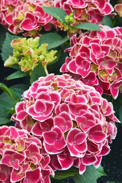 Hydrangea macrophylla Tivoli