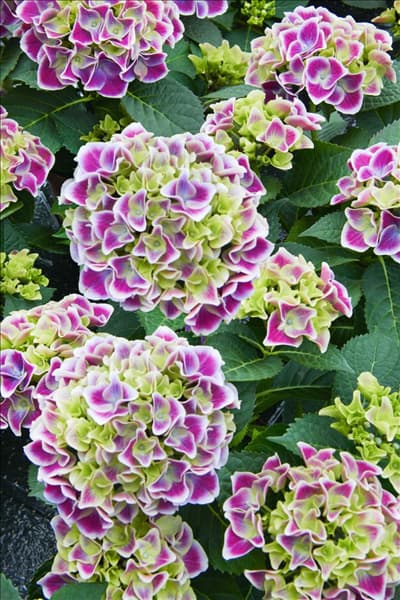 Hydrangea macrophylla Tivoli Blue