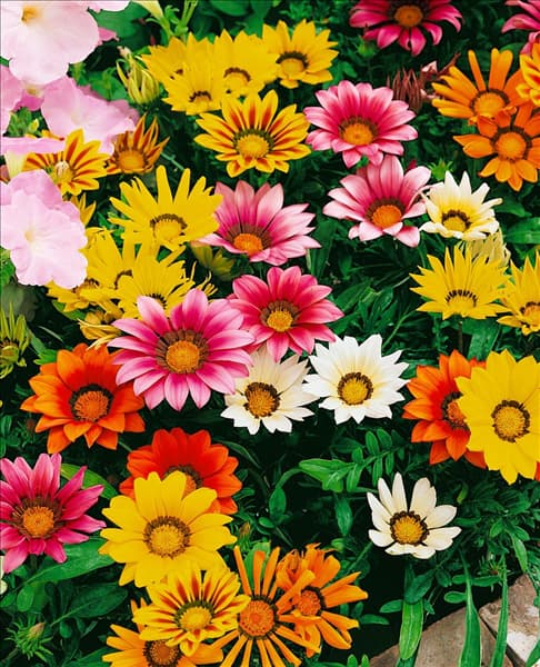GAZANIA Daybreak Formula mixed
