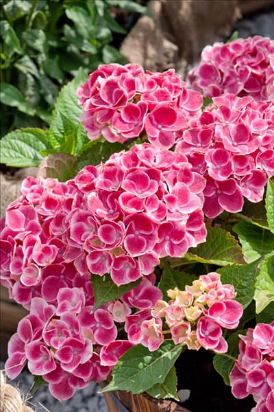 Hydrangea macrophylla Tivoli Red