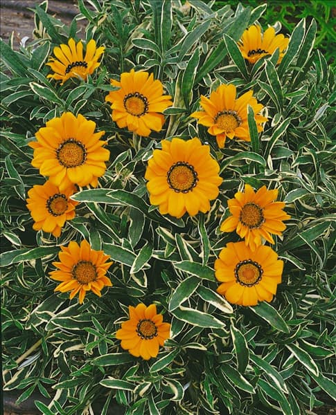 Gazani rigens