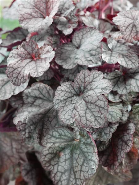Heuchera Sugar Frosting