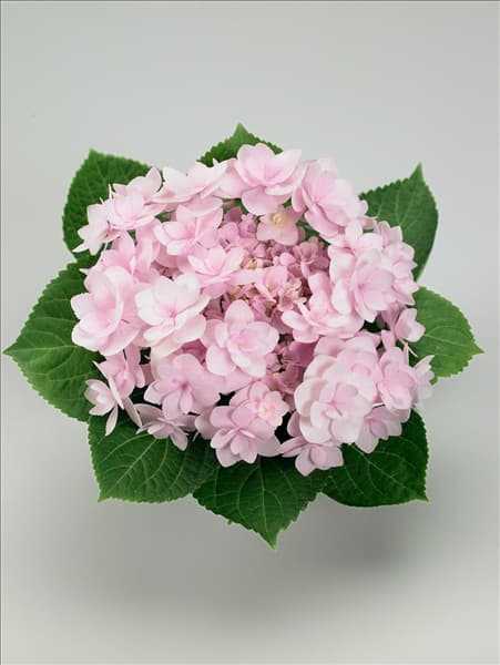 Hydrangea macrophylla YOU-ME® Forever Rose