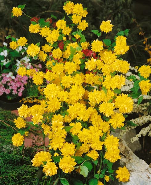 KERRIA JAPONICA
