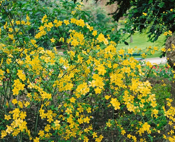 Kerria japonica Golden Guinea