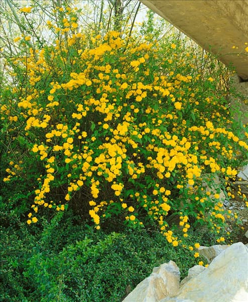 KERRIA JAPONICA PLENIFLORA