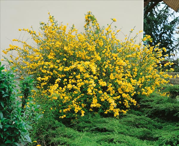 Kerria japonica Pleniflora