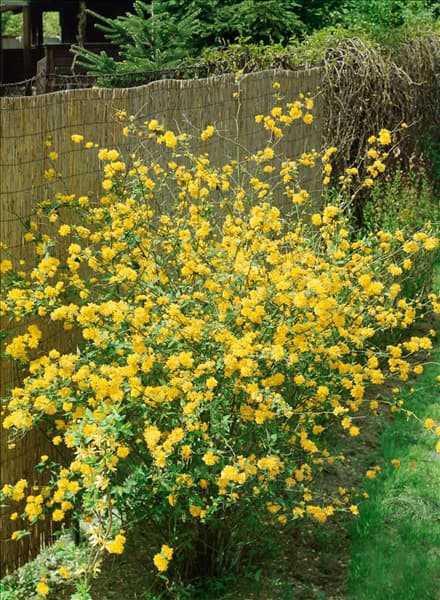 KERRIA JAPONICA