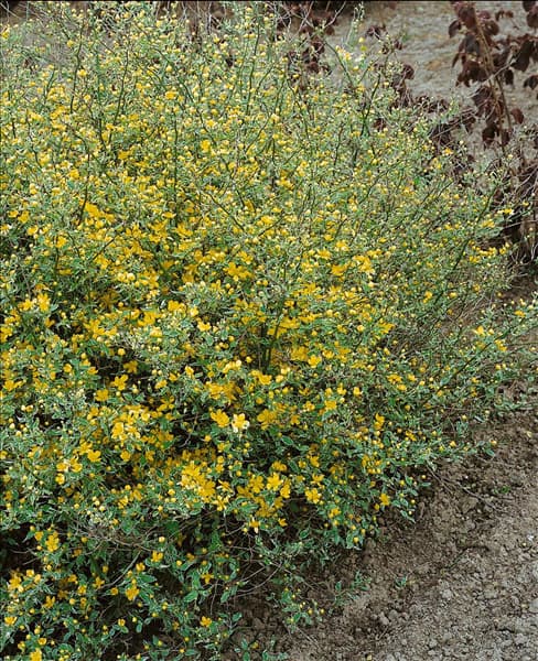 Kerria japonica Picta