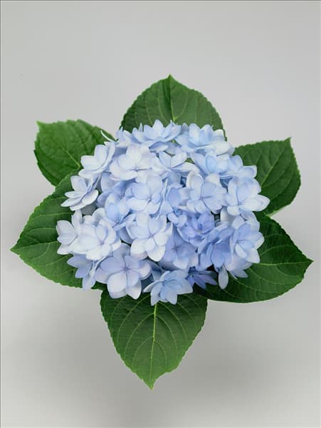 Hydrangea macrophylla YOU-ME® Romance Blue