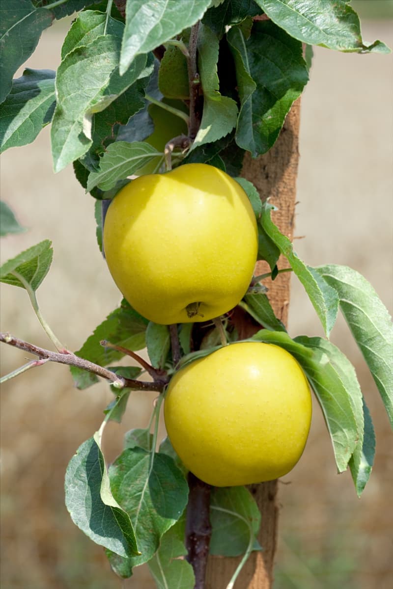 Malus domestica Apfel