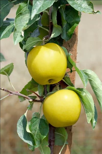 Malus Golden Sentinel
