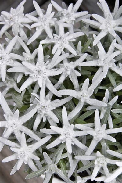 Leontopodium alpinum Silvery Touch ®