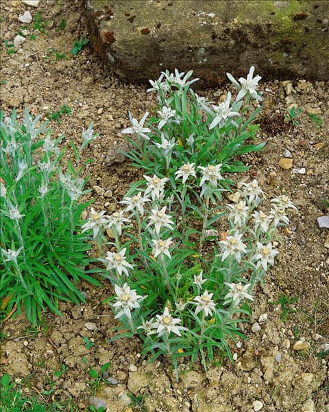 Leontopodium alpinum