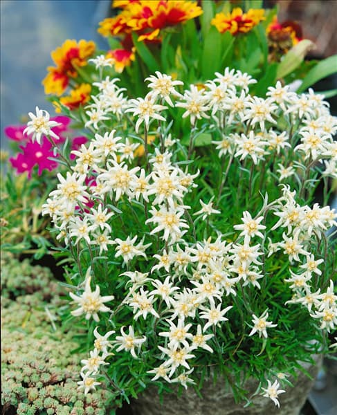 LEONTOPODIUM ALPINUM