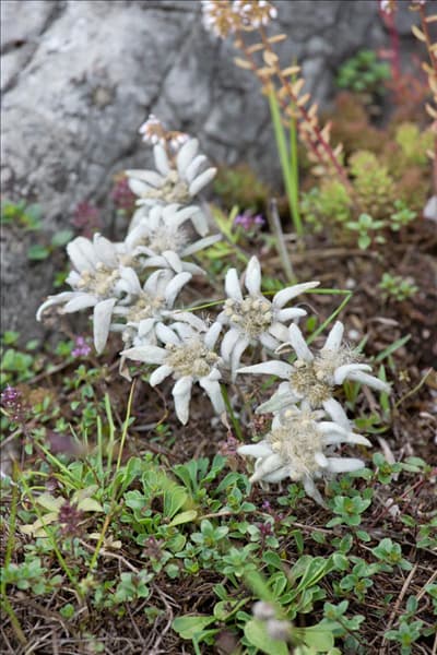Leontopodium alpinum