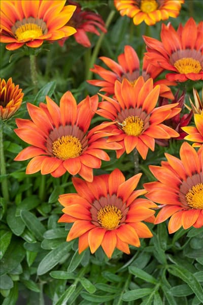 Gazania Big Kiss™ Red