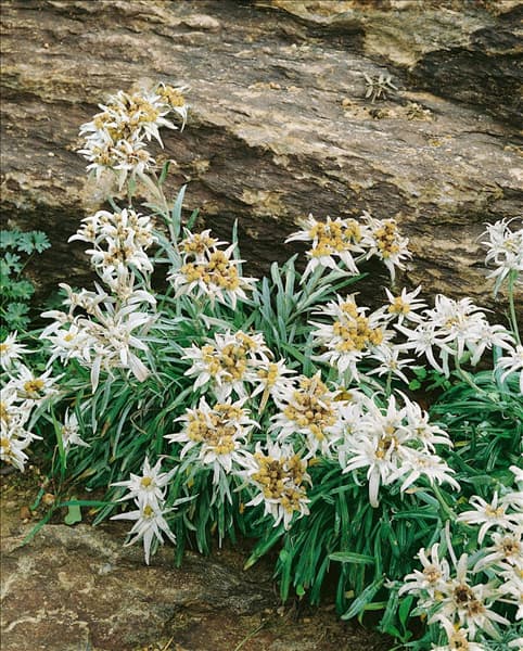 Leontopodium alpinum