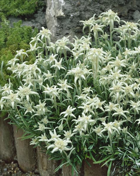 LEONTOPODIUM ALPINUM