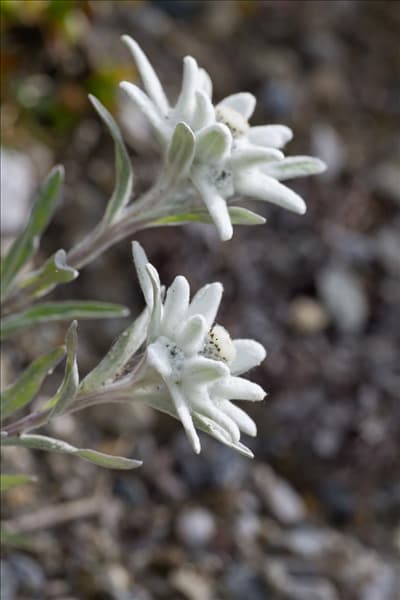 Leontopodium alpinum