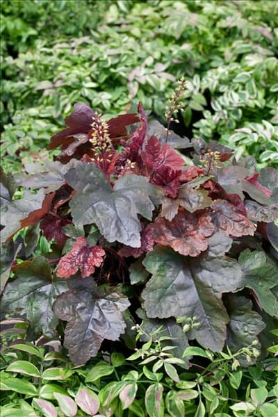 X Heucherella Brass Lantern