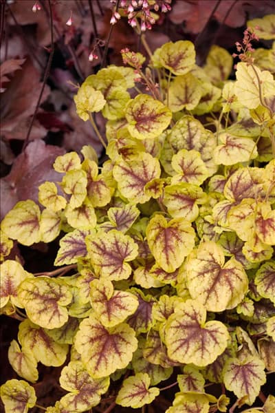 X Heucherella Cascade ™ Series Gold Cascade
