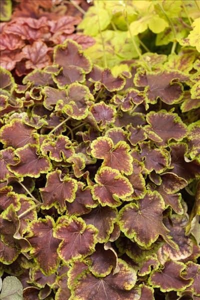 X Heucherella Solar Eclipse
