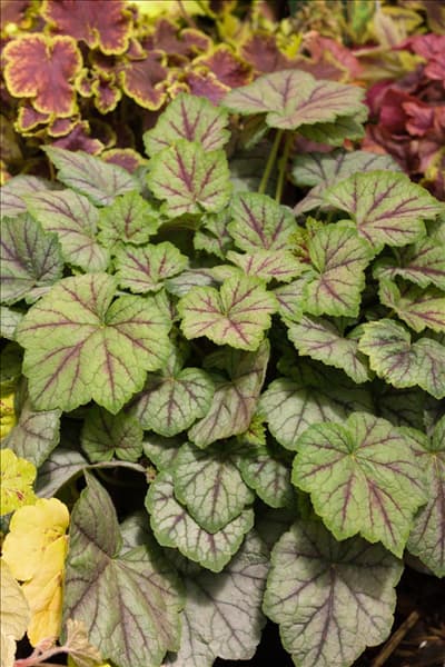 X Heucherella  Falls ™ Series  Glacier Falls