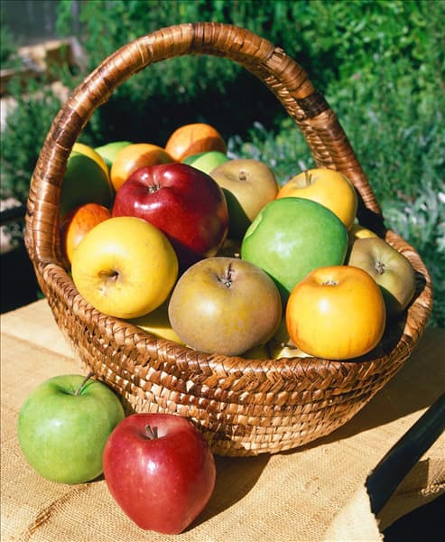 Apfel Mischung im Korb / Malus domestica