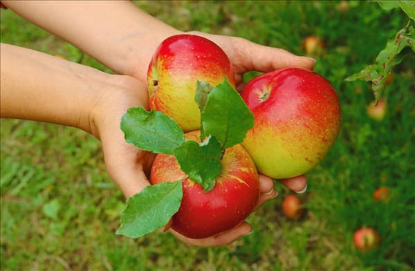 Apfel / Malus domestica