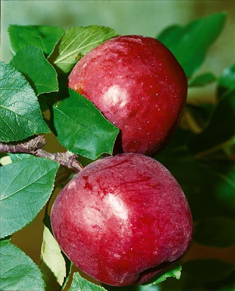Apfel / Malus domestica Berner Rosenapfel