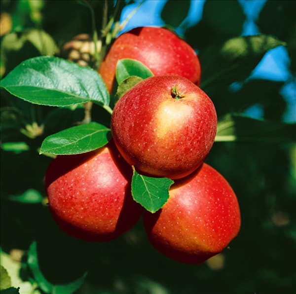 Apfel / Malus domestica Berner Rosenapfel