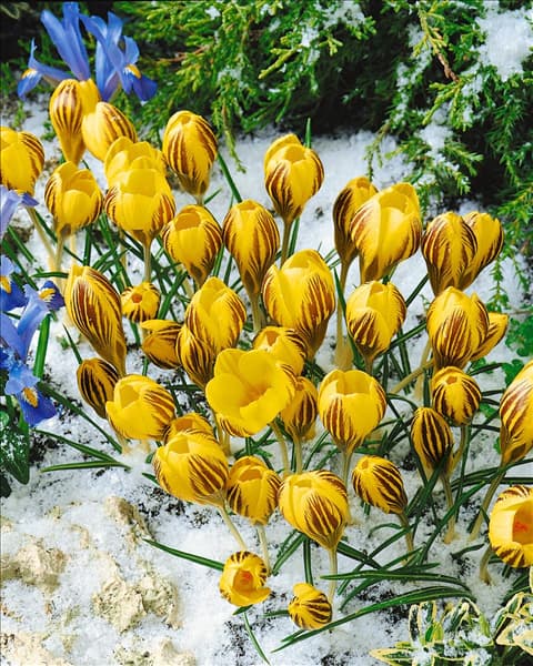 Crocus chrysanthus Gipsy Girl