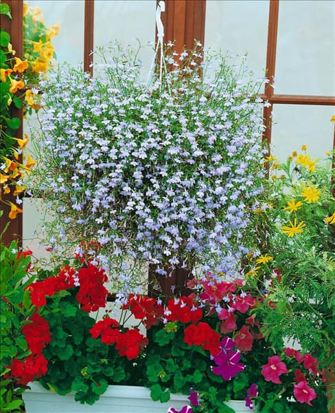 Lobelia erinus Richardii Light Blue