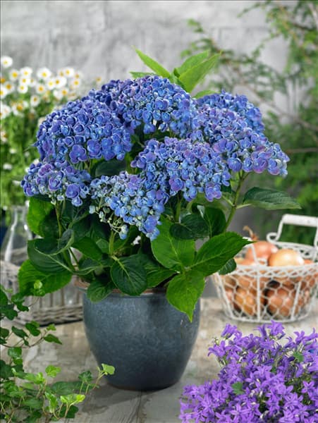 Hydrangea macrophylla Hovaria ® Hopcorn