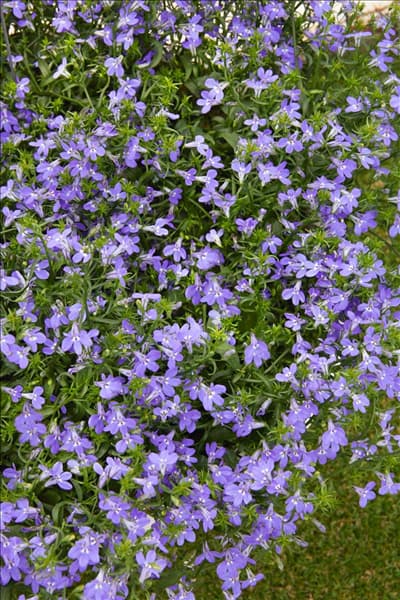 Lobelia Laguna ™ Trailing Blue