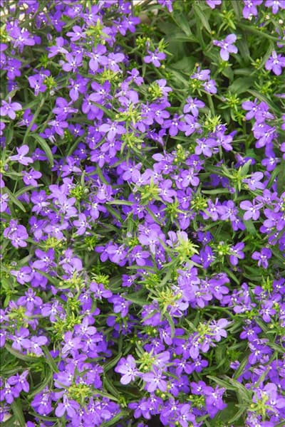 Lobelia Laguna ™ Trailing Dark Blue