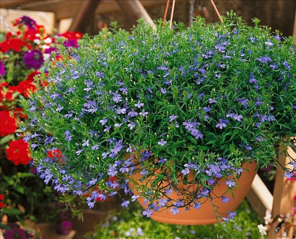 Lobelia erinus Laguna Trailing Sky Blue