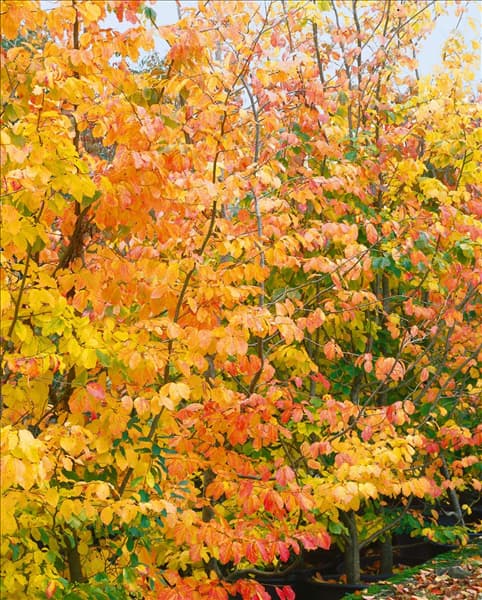Parrotia persica in autumn